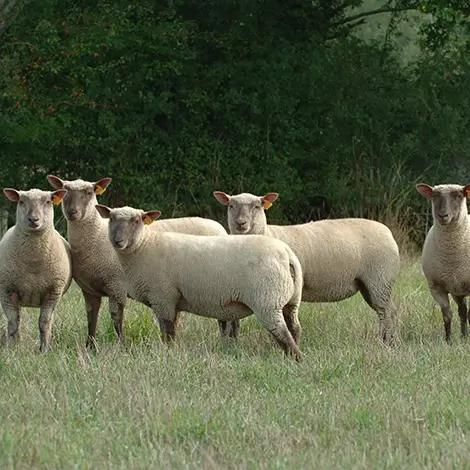 Franceyati-animaux-ovins-vendeen